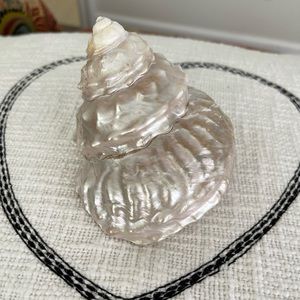 Wavy Top Turbo Shell 5 inches